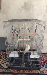 ۲ عدد عروس هلندی سخنگو نر