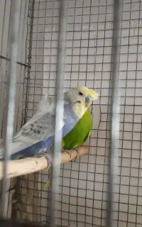 مرغ عشق پروانه ای