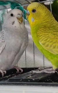 مرغ عشق اسپانگل