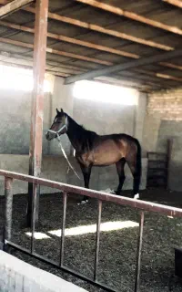مادیون با کره ماده