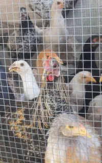 جوجه خروس و مرغ