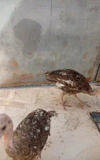 جوجه مرغ و بوقلمون