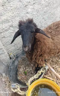 بره
