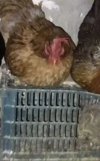 مرغ تخمگذار