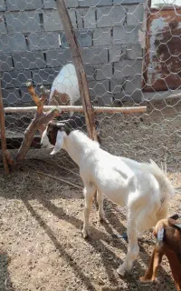 کهر تالی
