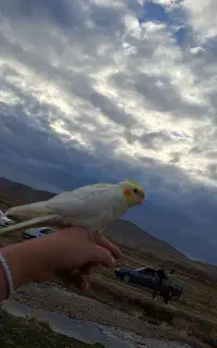 عرپس هلندی گم شده