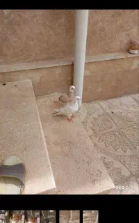 کبوتر