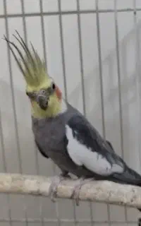 پرنده عروس هلندی نر
