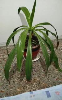 گل برگ موزی