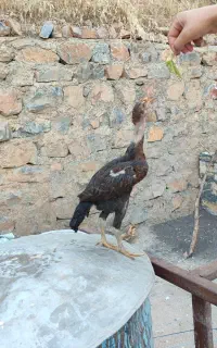 جوجه خروس لاری دوماهه