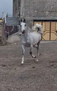 اسب عرب شش ساله به رنگ نیله.