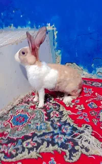خرگوش ماده