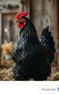 گمشده