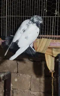 کبوتر گمشده