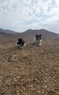 سگ قهدریجانی