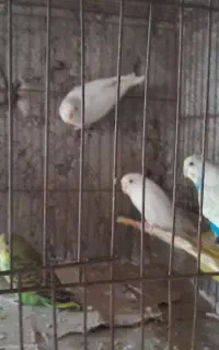 مرغ عشق
