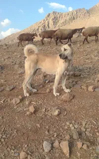 ماده سرابی اصل
