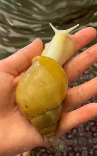 حلزون رایگان