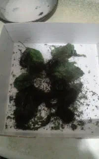 کرم ابریشم