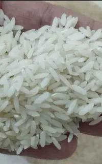 برنج طارم هاشمی خوشپخت امساله