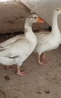 غاز
