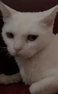 گربه باردار