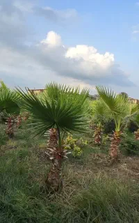 فروش برگ نخل پالم واشنگتن