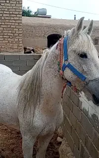 اسب نریان