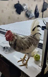 خروس‌گلین