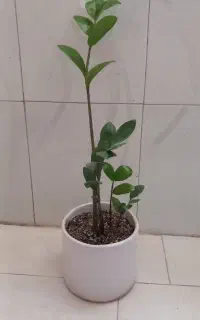 گل اپارتمانی
