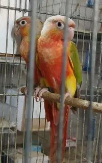 طوطی گرینچیک