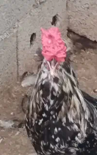 خروس گلین چهل تاج