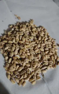 گندم ایوان