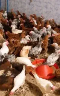 فروش مرغ محلی