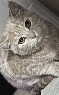 گربه بالغ و بچه گربه دو تا شیش ماهه جهت واگذاری