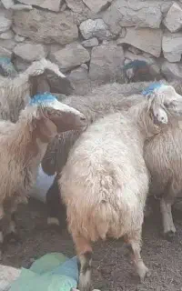 فروش ۱۲ راس میش