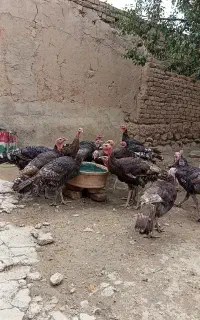 بوقلمون نر