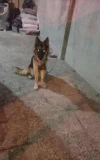 سگ ژرمن ماده