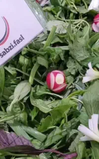 زمین رایگان جهت کشت سبزی