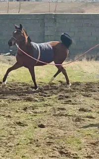 پهن اسب رایگان