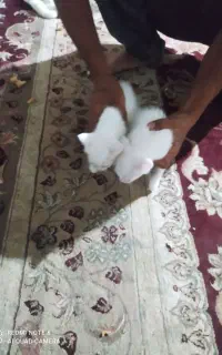گربه