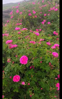 گل وغنچه محمدی