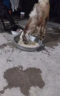 بز داشتی و گوشتی