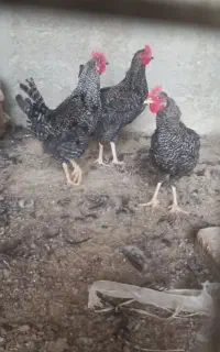 خرووس