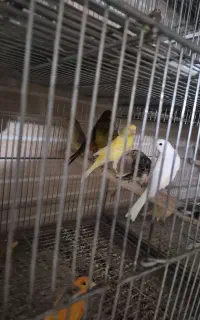 قناری نر و ماده