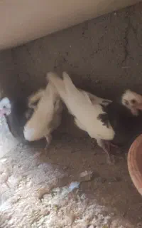 طوقی کبوتر