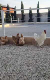 مرغ و خروس برهما اصل جنس