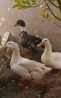 فروش 3تا اردک با هم