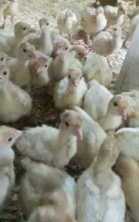 جوجه بوقلمون بیوتی ۱۸روزه و جوجه مرع گلپایگان۴روزه
