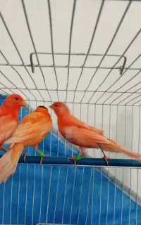 تلفن جدید نارنجی پرتغالی